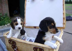 Meissie als pup