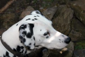 Pongo de Dalmatiër †