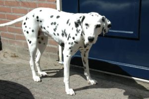 Pongo de Dalmatiër †