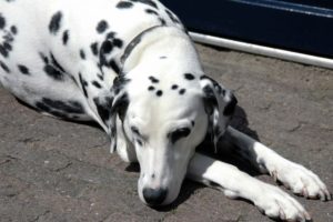 Pongo de Dalmatiër †